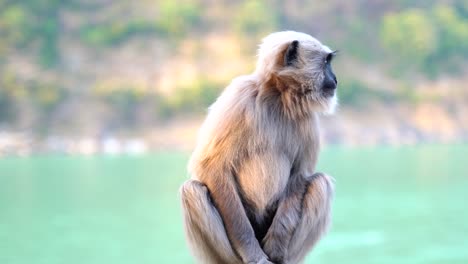 Tier-Und-Wildtiere,-Wildtiere-Beziehen-Sich-Traditionell-Auf-Nicht-Domestizierte-Tierarten-5