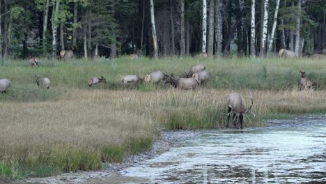 herd of elk with bulls in the forest.