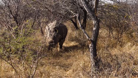 solidary rhino grazing in the bushes in botswana with one horn removed