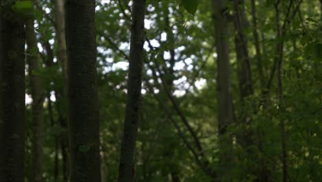 tiro de la tarde del bosque verde cambiante