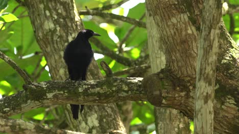 Pájaro-Negro-Cuervo-Zanate-En-árbol-En-Costa-Rica