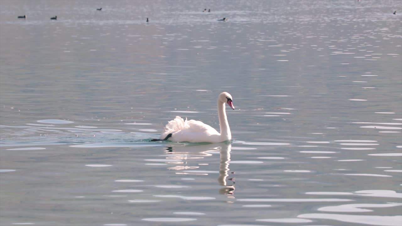 hermoso cisne blanco nadando pacíficamente en un lago natural
