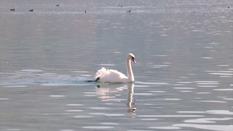 Beautiful-white-swan-peacefully-swimming-in-a-natural-lake