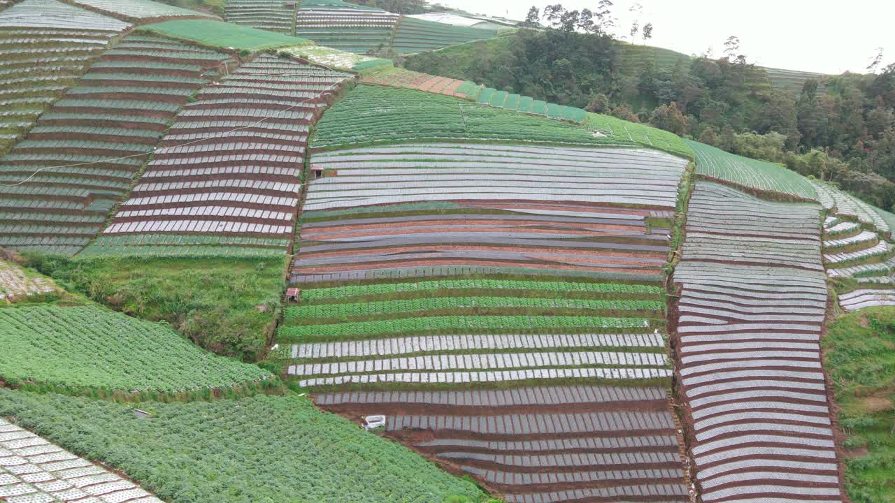 Aerial view of vegetable plantation on the sloping ground - Agricultural field on the slope of mountain, Indonesia