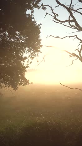 sunrise through mist over a field and trees