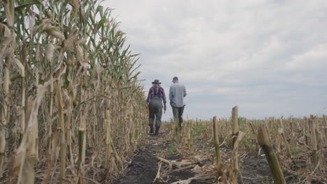 farmers walking through a harvested corn field