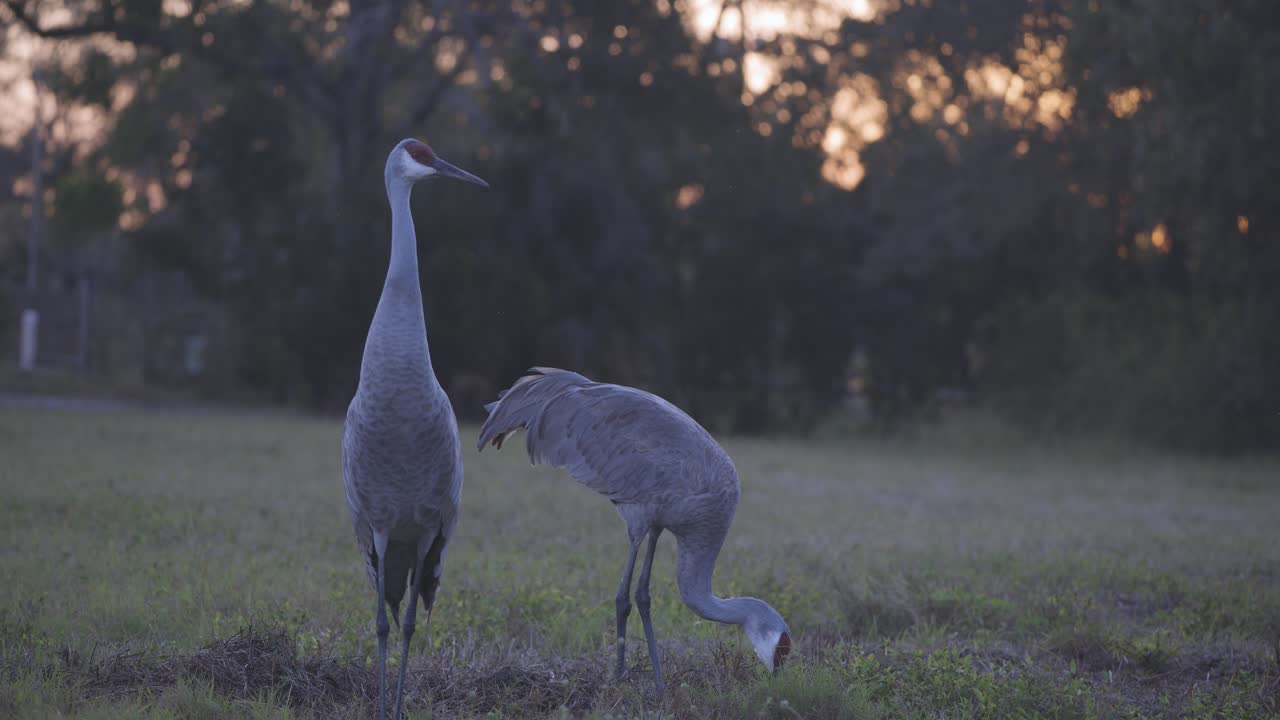 Sandhill cranes grazing in field at dusk