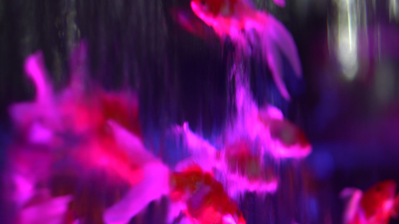 Goldfish in Aquarium Tank With Waterfall, Close Up