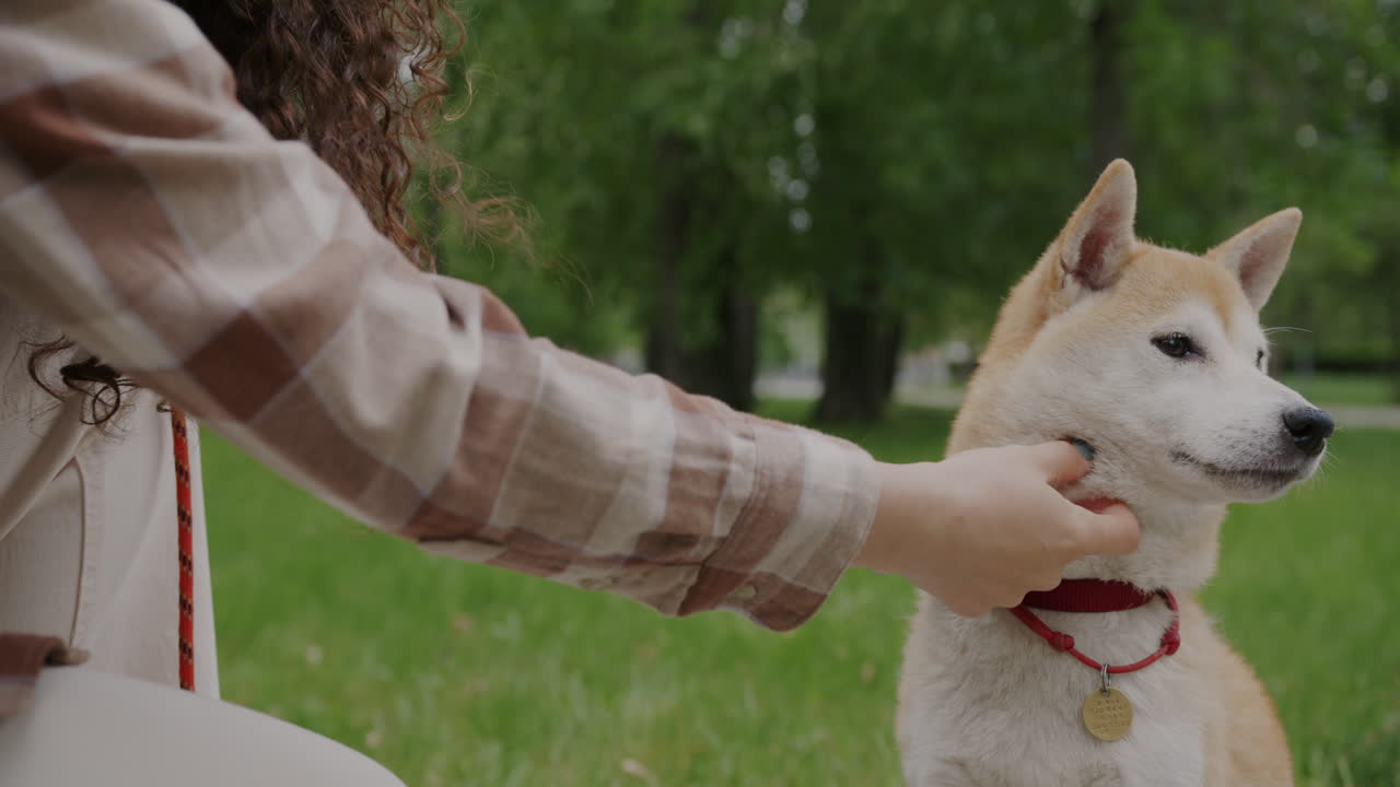 Woman petting a Shiba Inu dog in a park