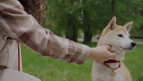woman petting a shiba inu dog in a park