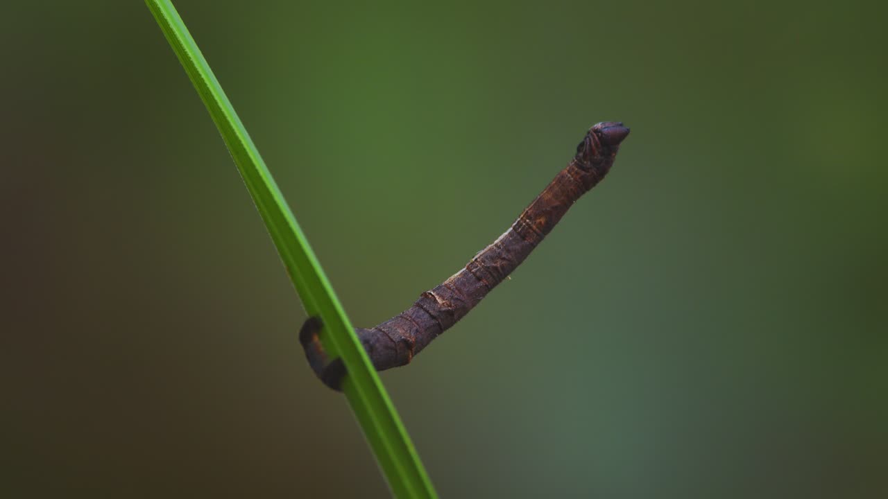 Closeup view of a twig-like butterfly caterpillar hiding in plain sight in the Peru Amazon jungle.