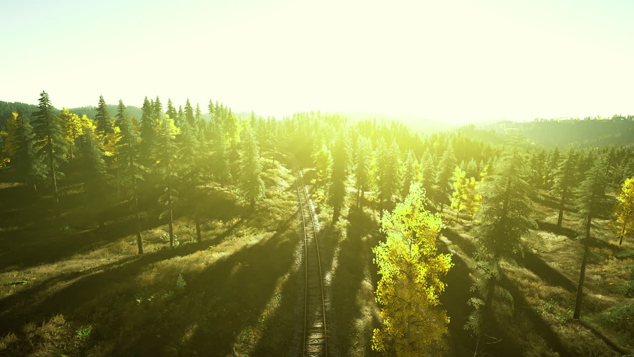 Sunlight filters through trees along a winding train track in a serene forest