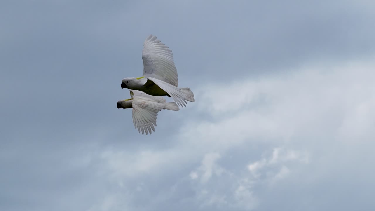 A pair of sulphur-crested cockatoos gracefully fly through the cloudy skies of Port Douglas, captured in a dynamic aerial view