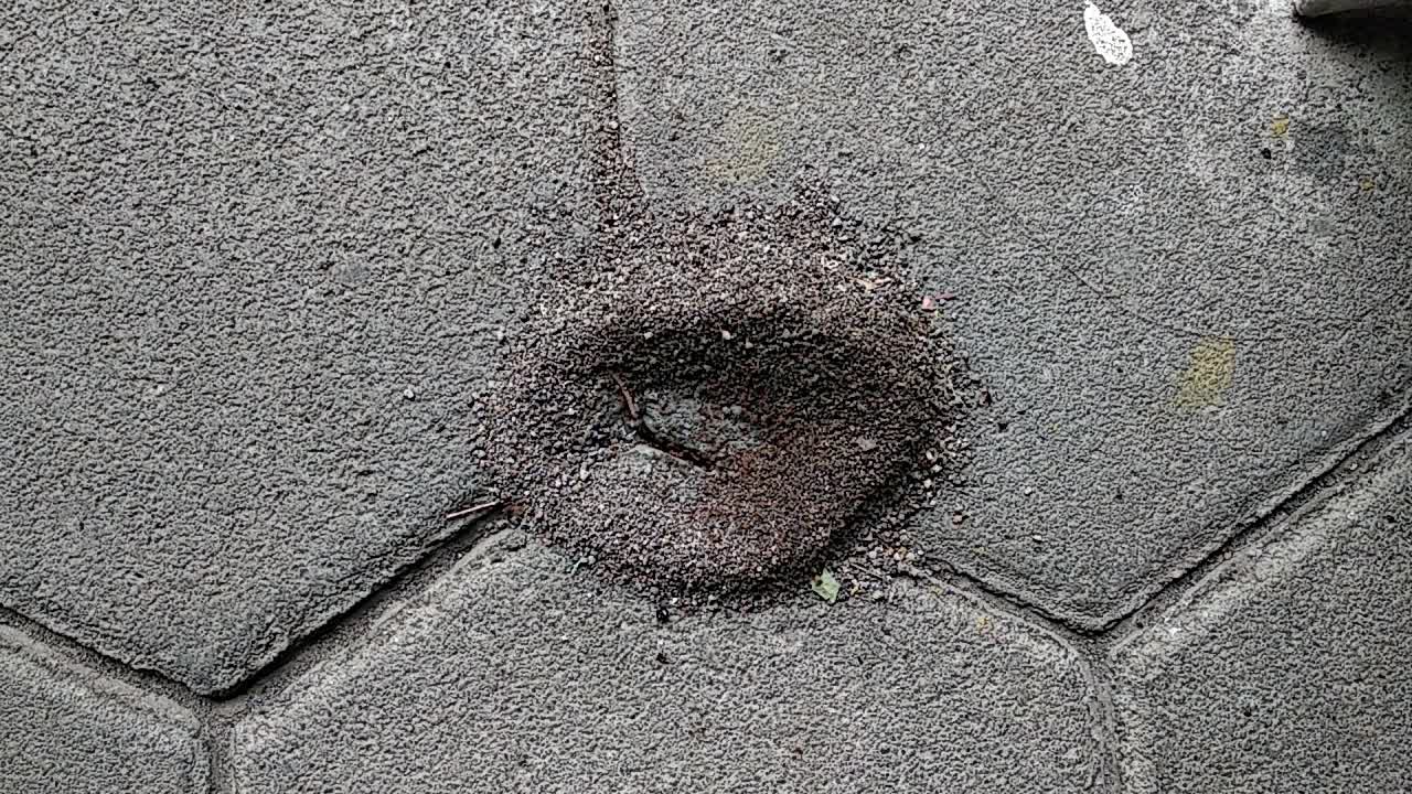 Sand Anthill, Active Nest With Ant