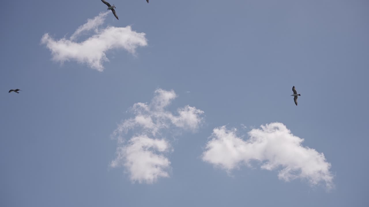 새들이 구름 사이를 날고 있습니다.