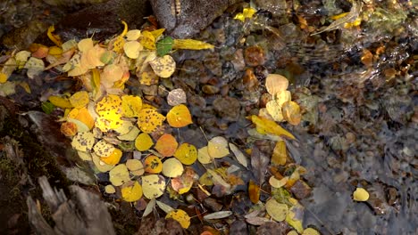 golden fall leaves floating in water