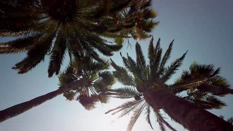 slow-motion-shot-of-palm-trees,-looking-up-turning-in-a-circle-motion,-on-a-clear-bright-sunny-day,-Los-Angeles