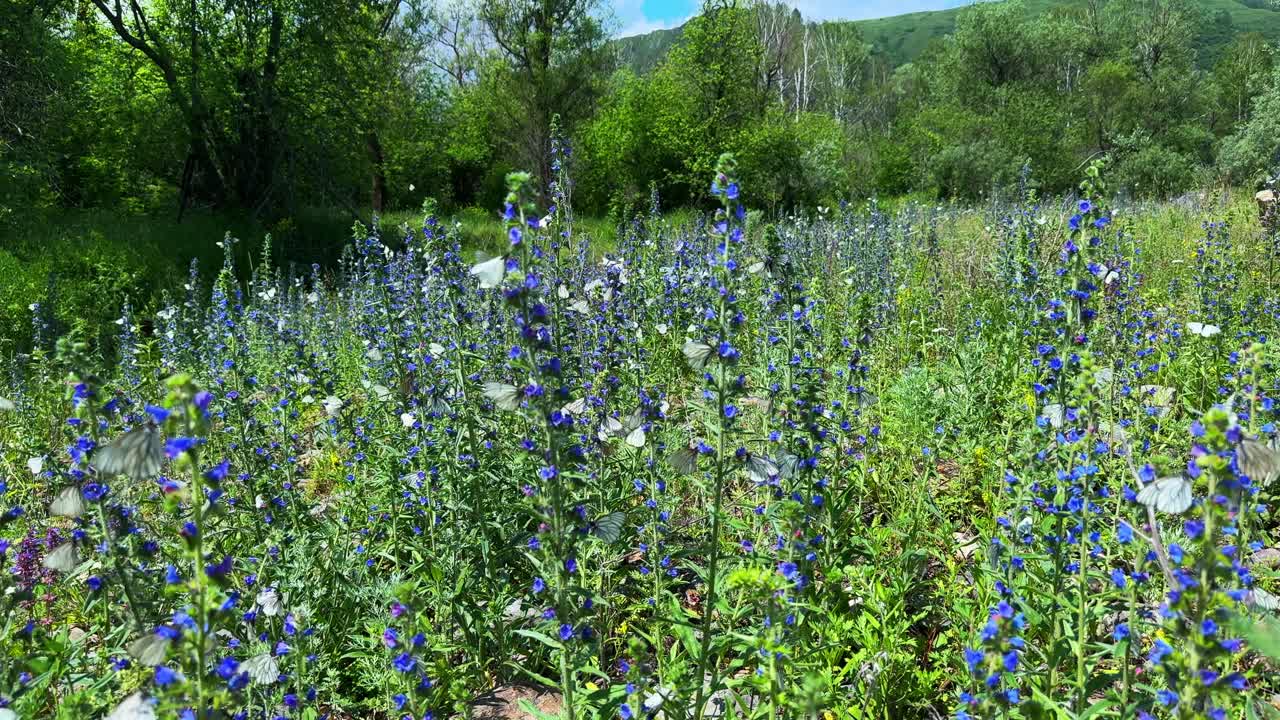 A Vibrant Meadow Filled with Lush Blue Flowers and Green Foliage, Showcasing Nature's Beauty in a Serene, Picturesque Landscape Under a Bright Sky