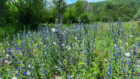 a vibrant meadow filled with lush blue flowers and green foliage, showcasing nature's beauty in a serene, picturesque landscape under a bright sky
