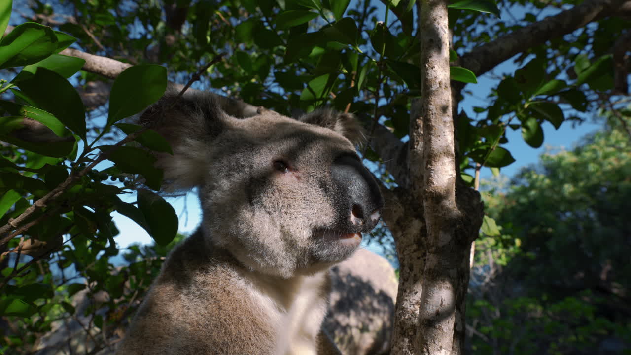 oso koala en primer plano de un árbol