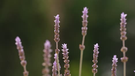 Beautiful-flower-in-a-french-garden