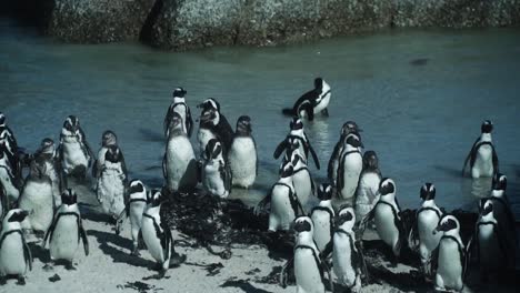 Colonia-De-Pingüinos-De-Cantos-Rodados-En-La-Reserva-Natural-En-Ciudad-Del-Cabo,-Sudáfrica