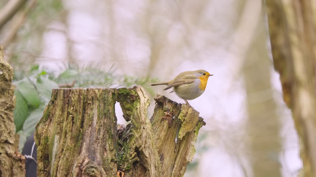 Eurasian robin resting on tree branch in green Dutch woodland habitat