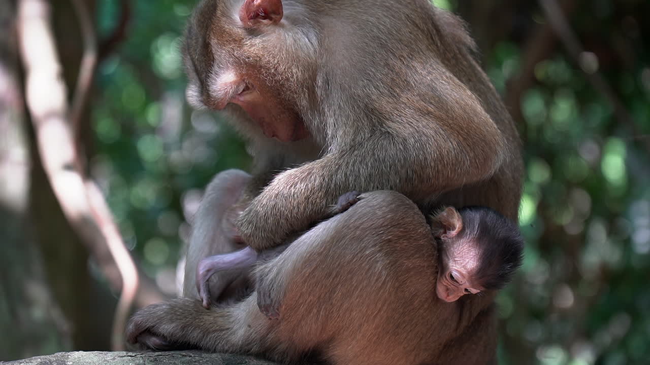 amorosa madre mono macaco novio adorable bebé en su regazo