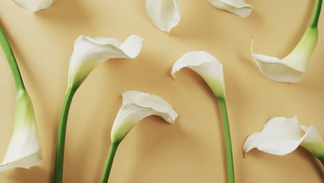 video of white kalia flowers with copy space on yellow background