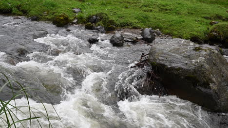 close up of river flowing in the middle of woodlands of ecuador