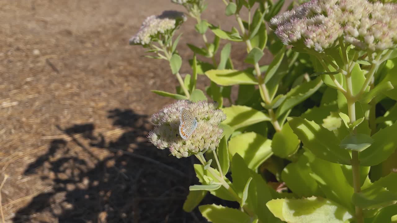 Slow motion close-up of a butterfly on white Sedum flowers while several small insects fly around it, showing active pollination, wing details and gentle plant movement in a natural scene
