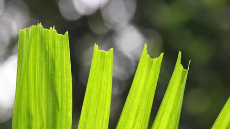 close up of bright green torn leaves with bokeh light in the background