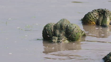 Huge-Bullfrogs-During-Mating-Season-In-Central-Kalahari---close-up-shot