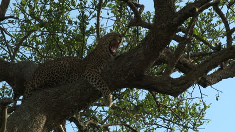 leopard relaxing and yawning on a branch, maasai mara, kenya