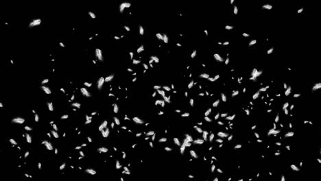 abstract light fluffy white bird feathers falling down in the dark. feather on black loop background