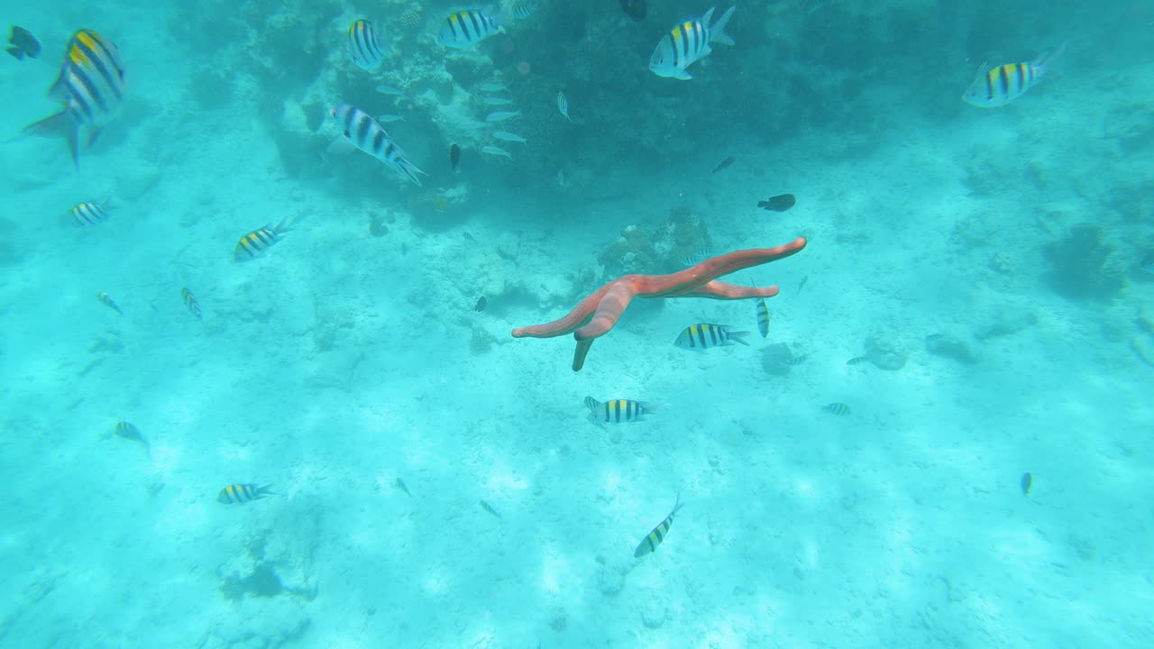 물고기 사이에서 바다 밑으로 천천히 가라앉는 얇은 팔을 가진 붉은 불가사리