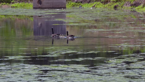 Familia-De-Gansos-De-Canadá-Nadando-Con-Goslings-En-Un-Estanque-De-Retención-Sucio