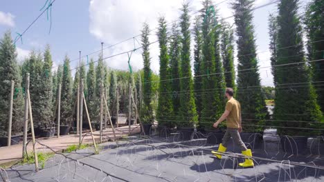 gardener takes care of greenhouse flowers. care, watering, planting.