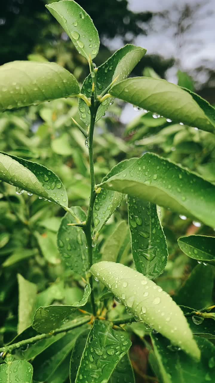 Close up of wet leaves on a citrus tree