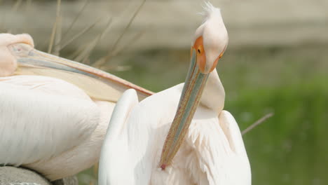 Pelícano-Blanco-Oriental-Acicalarse-Plumas-Junto-Al-Lago