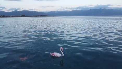 lonely white pink flamingo swim and rest in sea, greece - static shot