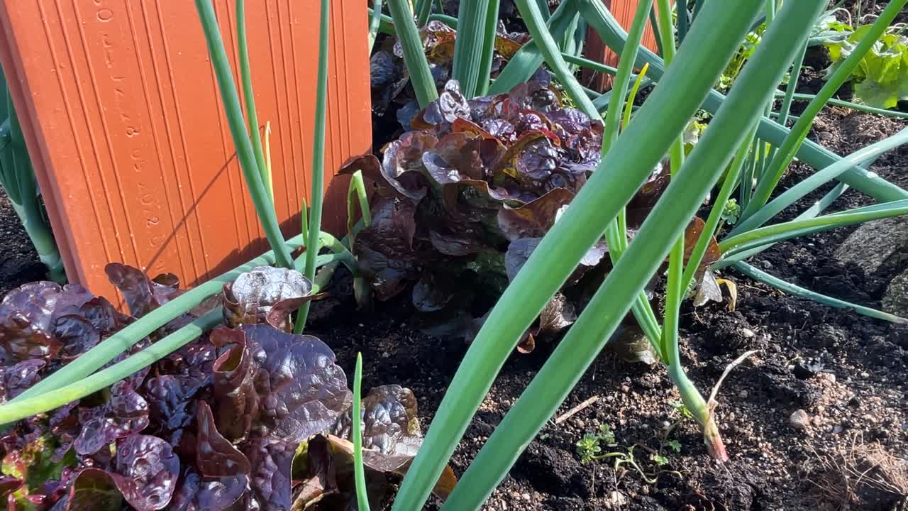 Close-up of an organic vegetable garden with red oak leaf lettuce, onions, leeks, and clay coolers on a sunny spring day. Perfect for sustainable food and lifestyle projects..