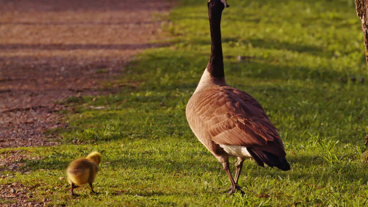 Life begins softly—goslings explore in a calming slow-motion video.