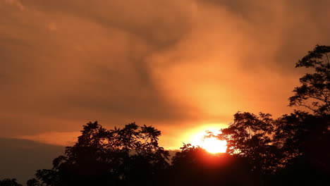 beautiful golden sunset timelapse among greenery in silhouette