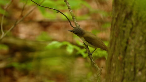 pájaro vireo de ojos rojos en una pequeña rama en busca de comida
