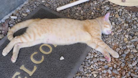 toma en cámara lenta de un lindo gato naranja durmiendo en una alfombra de bienvenida