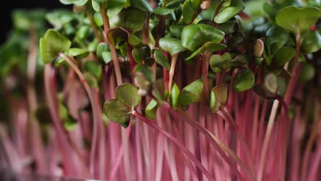 germination of seeds for nutrition. seedlings micro greens