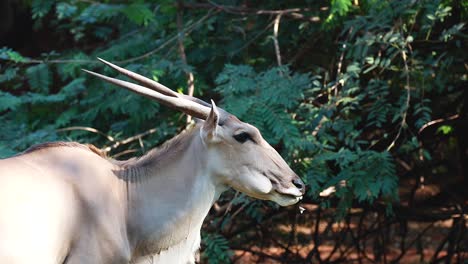 eland antelope walking through lush greenery