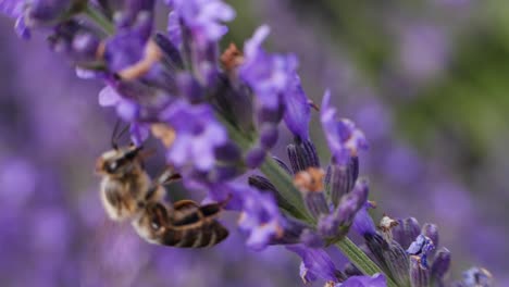 bee on lavender flower at the field