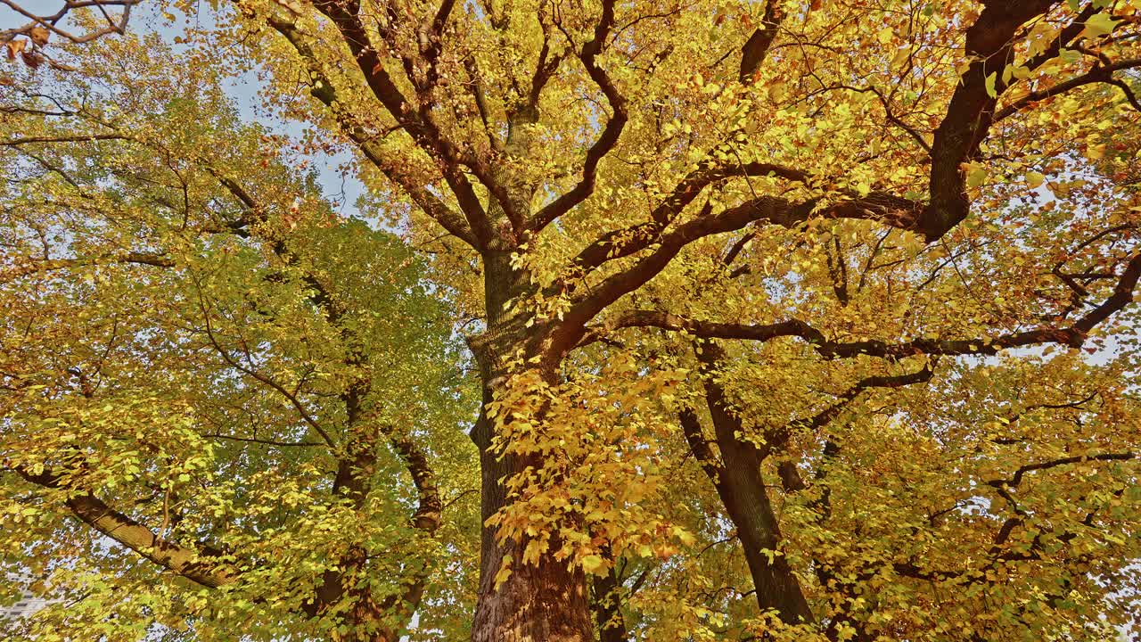 Sguardo verso l'alto attraverso i maestosi rami di un albero pieno di vivaci foglie autunnali gialle